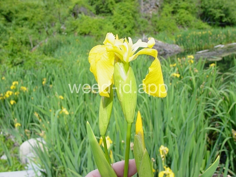 iris, yellowflag